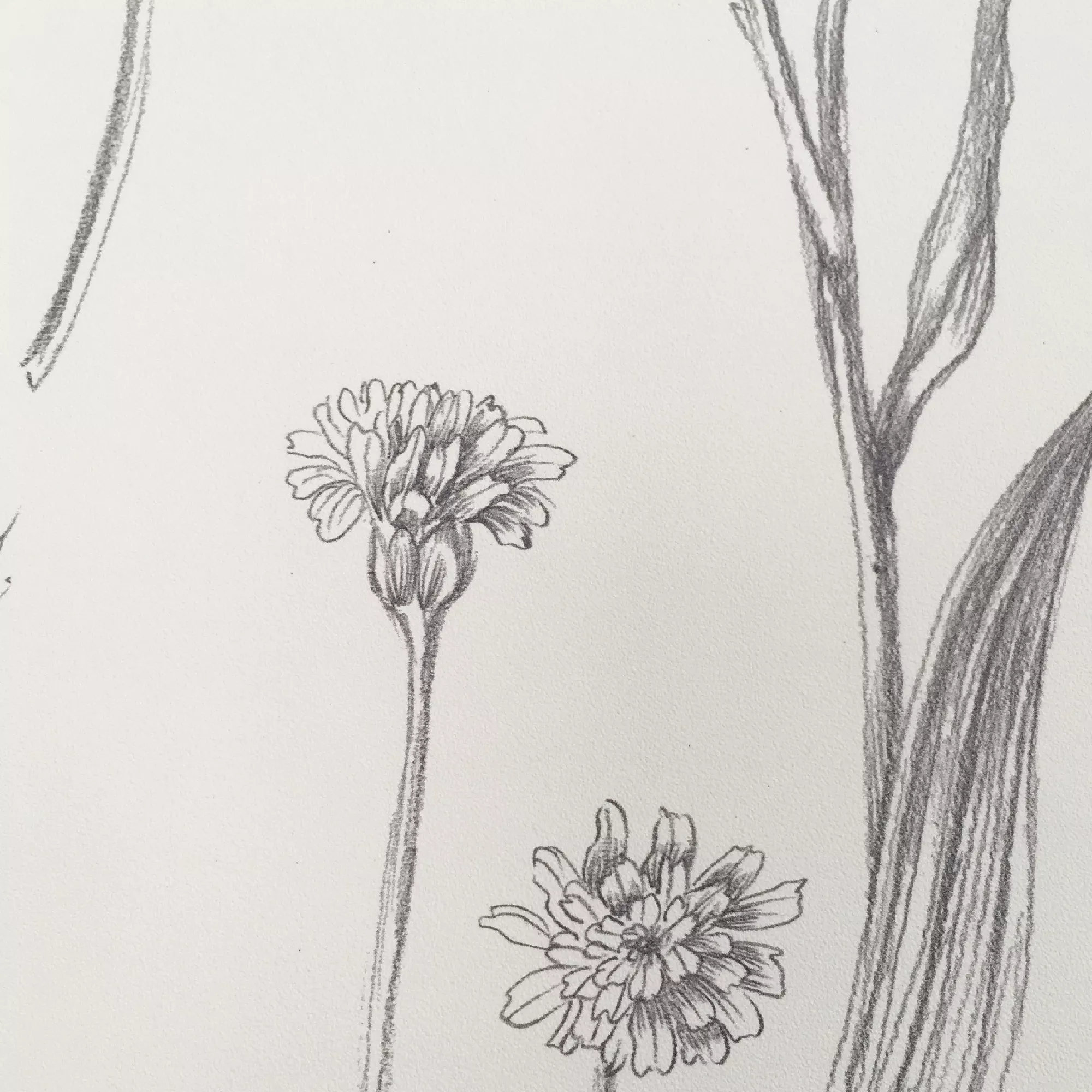 GoodHome Conyza Grey & White Floral Textured Wallpaper 5 GoodHome Conyza Grey & White Floral Textured Wallpaper - Image 3